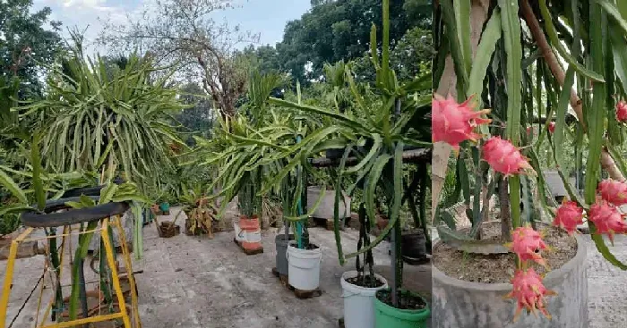 隆安县火龙果的栽培技能要点 | 植物问答