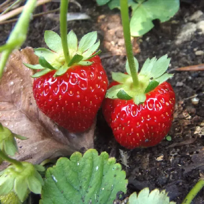 草莓的生物学特性是什么？ | 植物问答