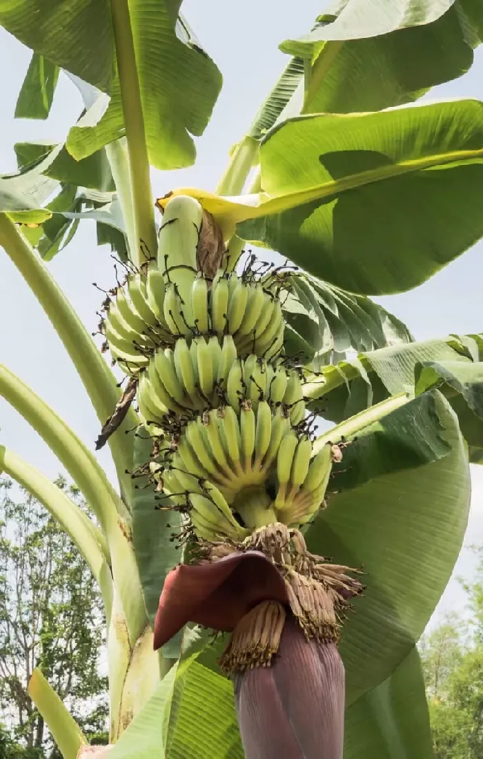 冬季香蕉施肥要点，高产香蕉的好方法 | 植物问答