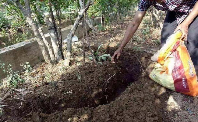 果树营养失调的预防措施有哪些？ | 植物问答