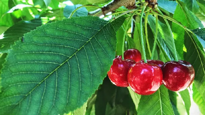 大棚樱桃裂果的原因有哪些？ | 植物问答