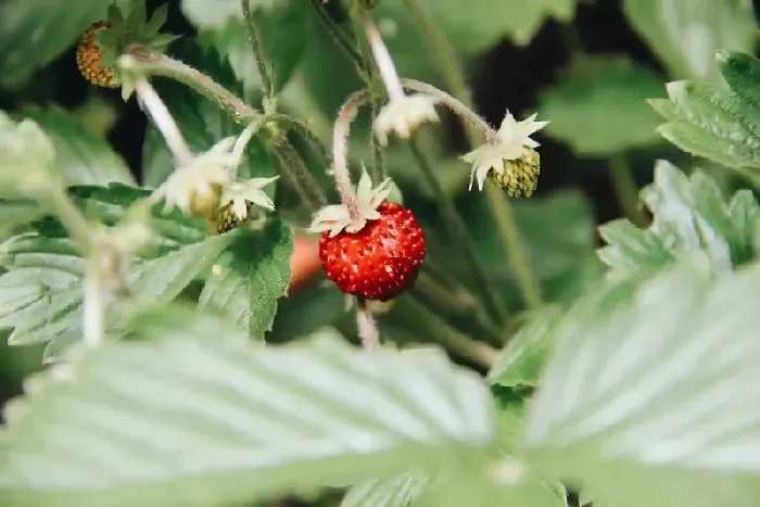 种草莓施肥的方法与种类 | 植物问答