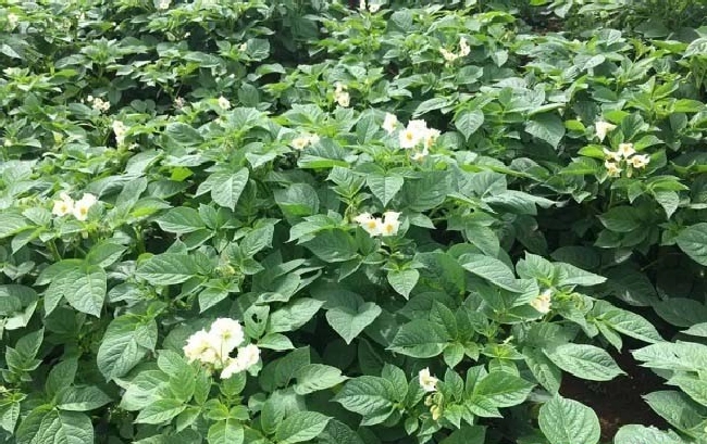 蔬菜硼素失衡有哪些症状？ | 植物问答