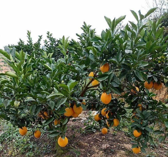 果树缺铜或铜肥过量的原因及矫治方法 | 植物问答