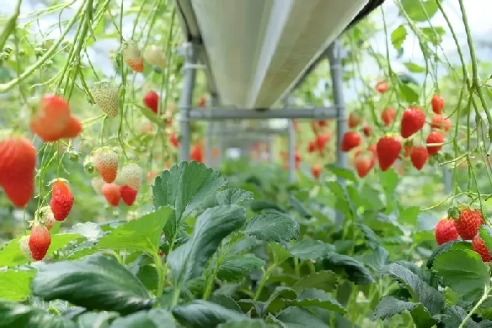 草莓如何保存不容易坏？ | 植物问答