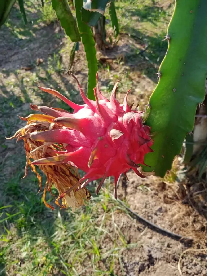 火龙果挂果期需补哪种肥料 | 植物问答