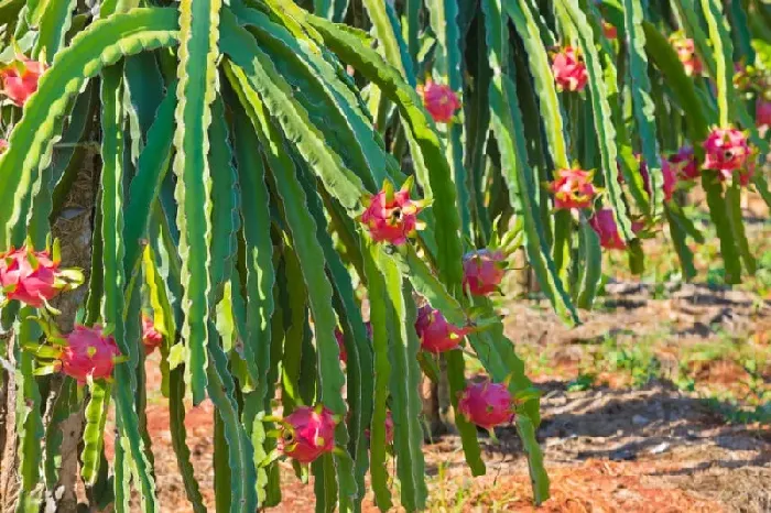 火龙果几年能结果？ | 植物问答