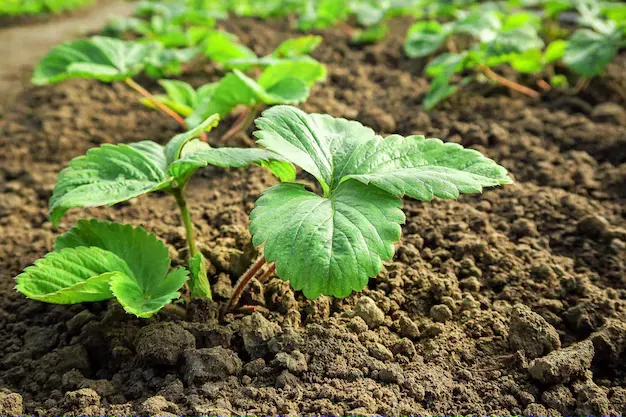 草莓畸形是什么原因？怎样预防草莓畸形？ | 植物问答